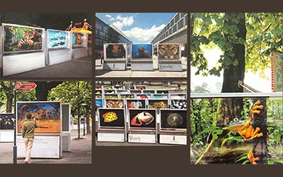 Art, Culture and Public Engagement: Supporting Public Exhibitions